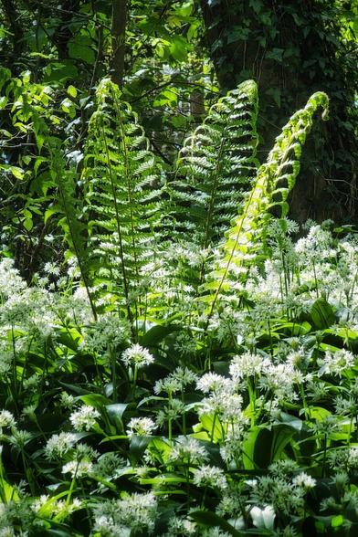 A close-up shot of a forest floor covered in blooming white wild garlic flowers and vibrant green fern fronds, with dappled sunlight filtering through the trees in the background.