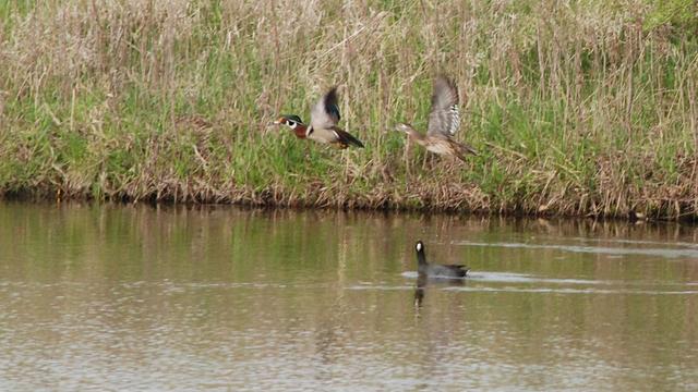 A pair of wood ducks in flight just above the water.  The distinct coloration of the male and female is clearly seen.  The coot is below them, swimming and looking at us.  The coot is a dark (almost black) duck-like bird with a white bill.