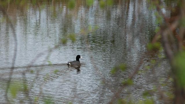 A duck-like bird with charcoal gray body, black neck and head, and white beak.   The coot is seen through willow branches as it swims away from the camera.  White feathers are seen on the underside of the tail.
