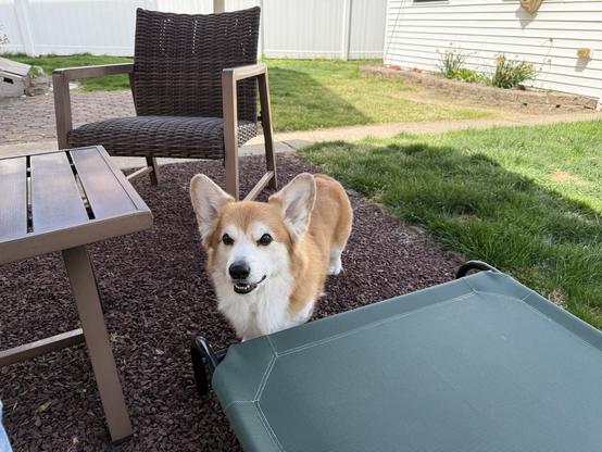 A corgi is standing on gravel in a backyard, looking toward the camera. In the background, there are a woven chair and a green dog cot, along with grass and a white fence.