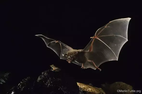 Photo of a bat in flight, approaching a small frog on the ground