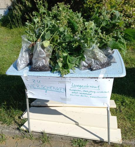 Ein alter Klapptisch, mit Brettern gesichert, darauf ein Haufen in Tüten verpackte Pflanzen. Das Ganze ist beschriftet: "Zu verschenken! Lungenkraut - mehrjährig, winterhart, selbstverbreitent, blaurosa Blüten, bienenfreundlich"