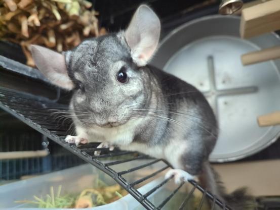 A grey and white chinchilla on a ramp with his ears slightly lowered, looking at the camera