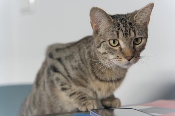 A photo of Ernie, a tabby cat, in the process of getting onto a table from a chair, little front paws just on the edge of the table top, looking curiously at something off to the camera bottom-right. The focus is clearly on his face, eyes, and prominent whiskers, with a phone in a blue case also in focus at the bottom of the image.
It looks very much he is seeing if he can get on there (since he is technically not allowed on there).