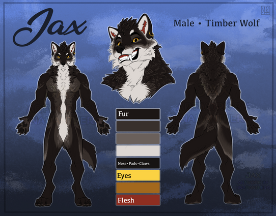A ref sheet showing a black wolf with dark grey markings, and a white lower half of his face & streak down his belly. He has golden eyes and a gold hoop in his left ear. The name 'Jax, male, timber wolf' is written across the top.
