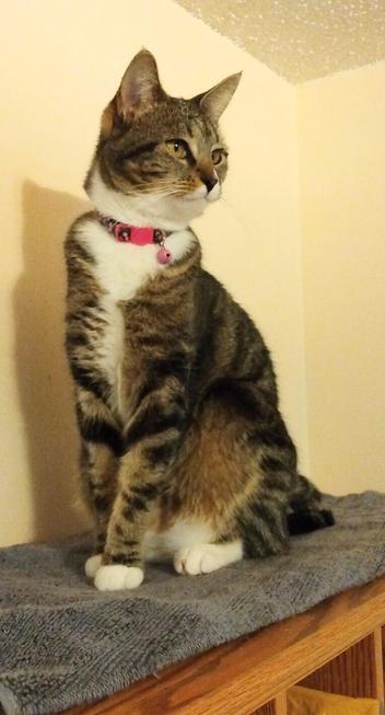 Our young tabby cat, named Pax, is sitting upright on a grey towel on top of a desk cabinet.  Her head is turned as she looks at something on the right.  A little pink bell dangles from her collar.