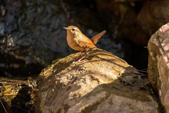 A small brown bird, Winter Wren,  stands on a sunlit rock beside a flowing stream, casting a delicate shadow. The sunlight highlights the bird's feathers, creating a contrast against the dark water in the background. Photography by Debra Martz

Note:  Not to mention, this was a Lifer, which made my day of birdwatching complete!