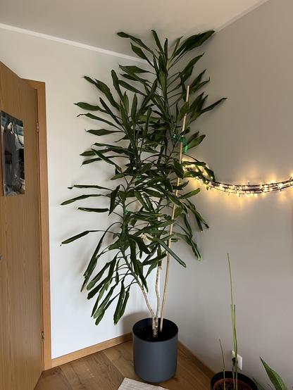 Eine Drachenpalme in einer Wohnungsecke. Die Blätter reichen bis unter die Decke. Der Übertopf ist grau. Rechts im Bild hängt eine Lichterkette.