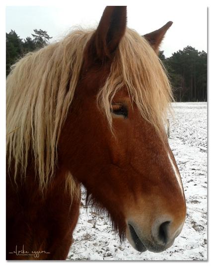 Nahaufnahme im Portraiformat. Ein braunes Pferd mit heller Mähne, einem hellen Streifen auf der Nase und gespitzten Ohren steht auf einer Weide im Schnee. Im Hintergrund dunkle Bäume.