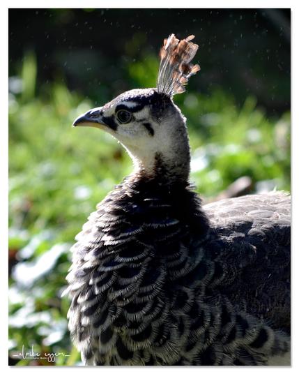 Nahaufnahme im Portraitformat. Ein weiblicher Pfau von der Seite gesehen. Jede einzelne Feder am Körper ist grau und hat einen weißen Rand, was im Gesamtbild ein fleckiges Muster ergibt. Am Hals gibt es größere weiße Stellen, der kleine Federbusch auf dem Kopf ist hellbraun.  Der Hintergrund besteht aus verschwommenem Grün.