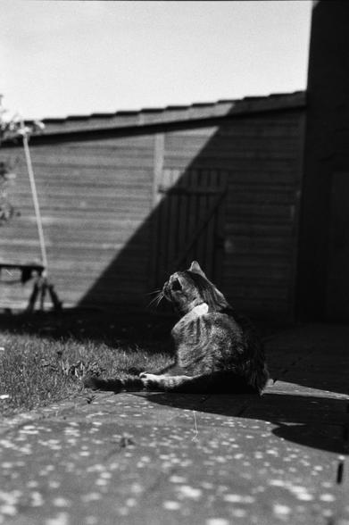 A Cat scratching his ear while looking at the sky