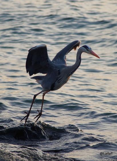 Ein Graureiher hebt von einem überspülten Stein in der Ostsee ab. Das Wasser um ihn herum zieht mit leichten Wellen dahin. Der Reiher hat seine Flügel gespreizt und die Krallen seiner Füße hängen vom Abstoß nach unten.