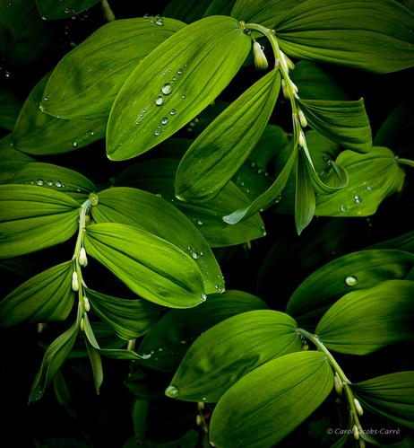 Raindrops are caught on the surface the alternate, bright green, oval leaves on drooping branches of Solomon's seal.  The pendant tips of the branches have pairs of white flower buds tipped with dark green.  These are shaped like oval drop earrings.