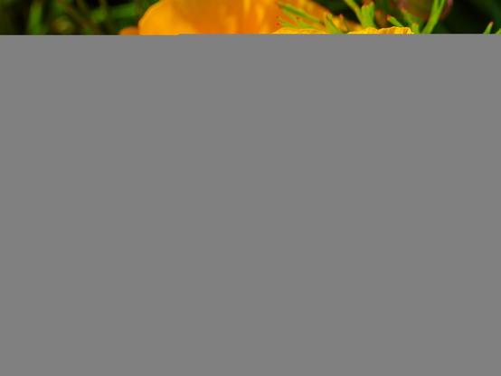 Close up of a cluster of California Poppies. The flowers are bright yellow and orange, and seem to glow.