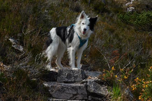 Skye the border collie standing at the top of a set of rock steps up a heathery slope. She's looking directly at the camera.