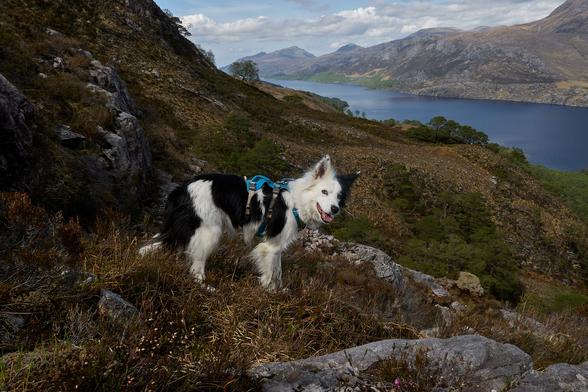 Skye on the edge of a steep drop which eventually ends in Loch Maree. the near landscape is of grass and heather. The other side of the loch is another mountain ridge. Skye is looking at the camera again.