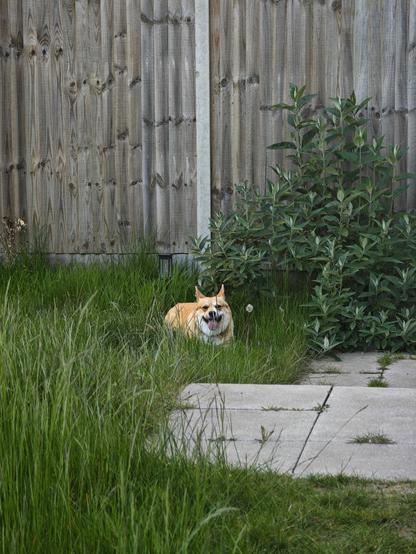 Canis lupus pembrokensis, in the grass in her garden next to a little bush in front of a tall wooden fence. She is tongue out grinning happily at me.