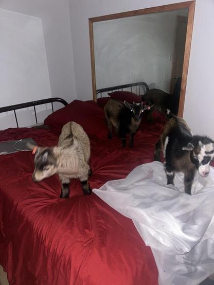 Are you friendly with your meat goats?