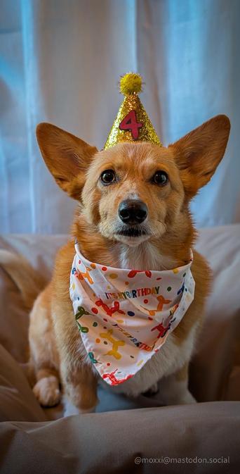 Moxxi the corgi is celebrating her birthday with a yellow party hat with the number 4 on it, and a white Bandana with images of balloon poodles and it's my birthday letters.