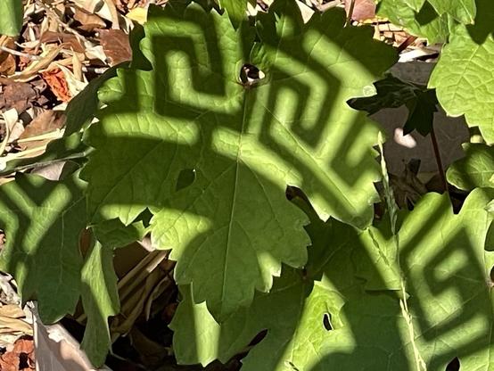 Several large grape leaves have a curving pattern of boxy waves like on a Grecian urn