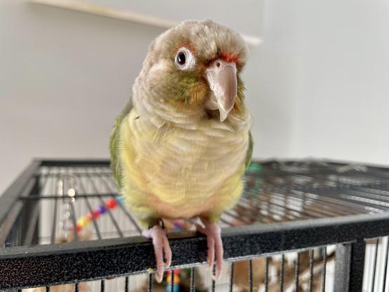 A yellow and green parrot on a grey cage. He is fluffed up and cute! And looking at camera for maximum adorbs.
