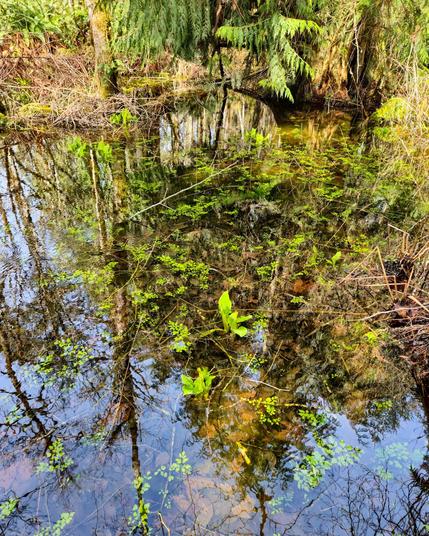 This image shows a natural outdoor scene with a small pond or wetland area. The water is clear enough to reflect the surrounding trees and plants. There are various green plants emerging both in the water and surrounding it, and branches are visible above and below the water surface. The environment looks lush, suggesting a healthy, natural ecosystem.