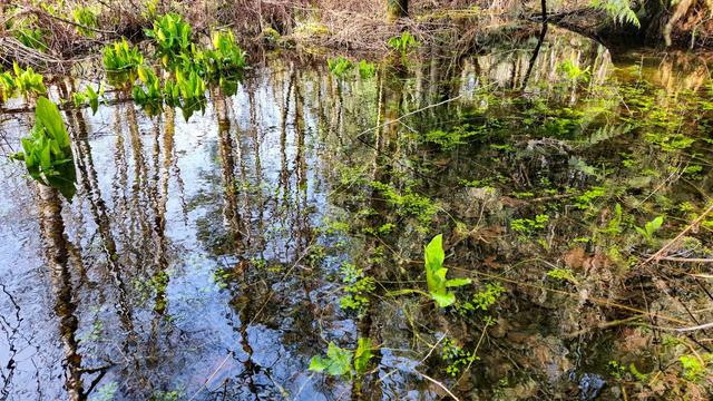 The image shows a wetland or marshy area with water reflecting the trees around it. There are various green plants growing in and around the water, and you can see the reflections of the trees on the surface. The scene is natural and serene, typical of a wooded wetland environment.