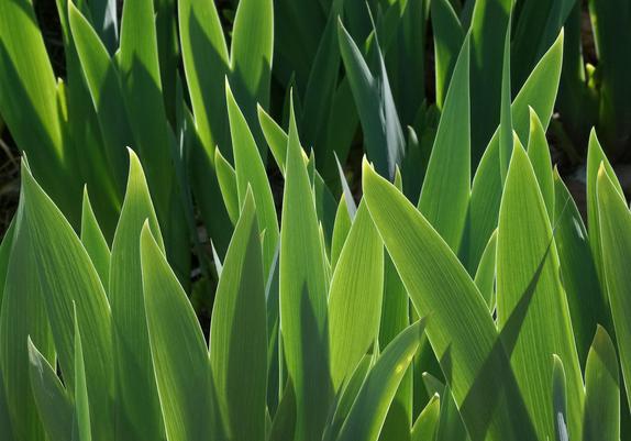 Iris leaves have long been considered protection against misfortune in Japan, in part thanks to their sword like shape.