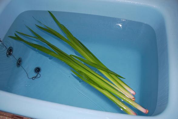 It is believed that bathing with iris leaves around May 5th offers protection and good health to the bathers.