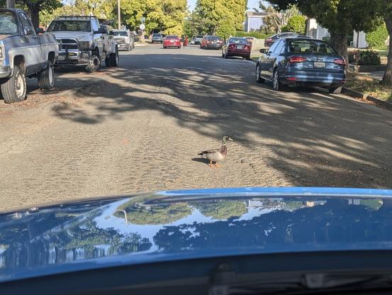 View from inside a car showing a duck in the middle of the road, looking unimpressed at the car right in front of it.