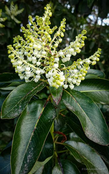 A branch of madrone ends with a cluster of racemes full of white urn shaped flowers.  The leaves of the tree are oval, dark green, and leathery. If you look closely, the flowers eack look like pearly old fashioned lampshades. The scent is light and mildly like honey.