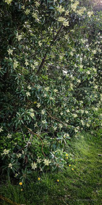 A young Pacific madrone tree sits by the edge of the  park densely covered with dark green leaves and flowers all the way down to the ground. The lawn beneath is bright green and dotted with yellow dandelions.