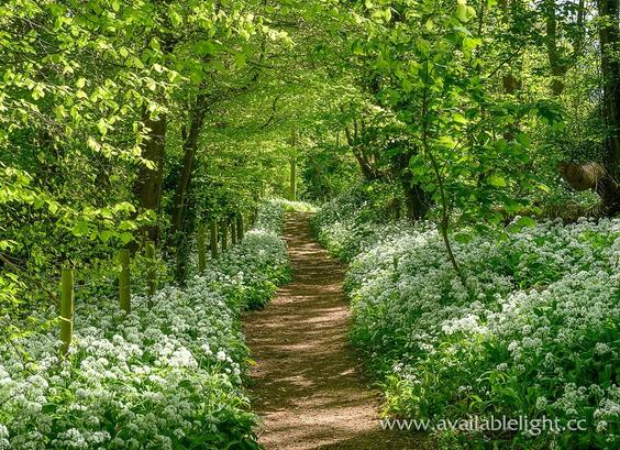A carpet of white flowers and gorgeous green leaves mirroring the lime green of the newly unfurled leaves on the trees. A pathway runs through the idyllic woodland scene. Sunlight is dappling through, giving pretty contrasts in the light.