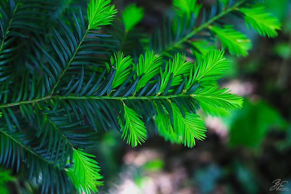 Emerald Awakening