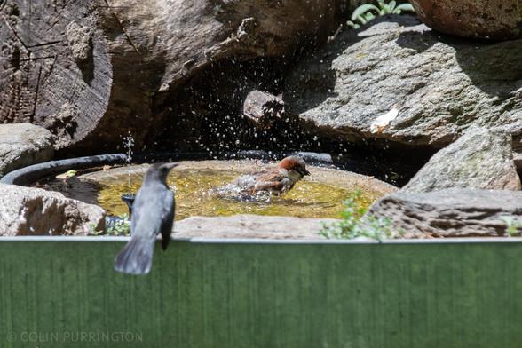 Small light brown bird splashing in a birdbath while a larger, gray bird waits for its turn perched on a metal wall.