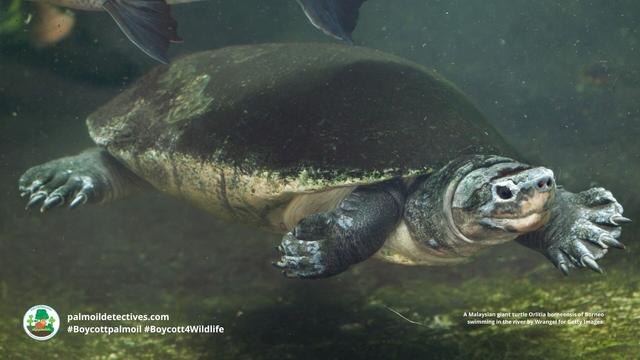Critically endangered #Malaysian Giant #Turtles 🐢💚 of #Borneo face serious threats from #palmoil   #ecocide and illegal capture for the #pet trade. Fight for them when you #Boycottpalmoil 🌴🚫#Boycott4Wildlife every time you shop 🙌 @palmoildetect.bsky.social   https://palmoildetectives.com/2021/01/24/malaysian-giant-turtle-orlitia-borneensis/?utm_source=mastodon&utm_medium=Palm+Oil+Detectives&utm_campaign=publer