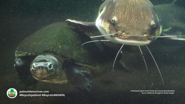 Critically endangered #Malaysian Giant #Turtles 🐢💚 of #Borneo face serious threats from #palmoil   #ecocide and illegal capture for the #pet trade. Fight for them when you #Boycottpalmoil 🌴🚫#Boycott4Wildlife every time you shop 🙌 @palmoildetect.bsky.social   https://palmoildetectives.com/2021/01/24/malaysian-giant-turtle-orlitia-borneensis/?utm_source=mastodon&utm_medium=Palm+Oil+Detectives&utm_campaign=publer