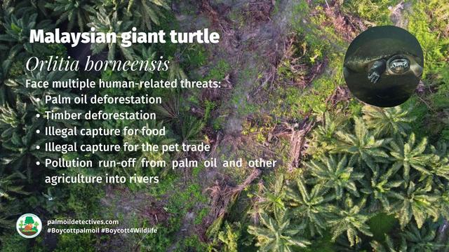 Critically endangered #Malaysian Giant #Turtles 🐢💚 of #Borneo face serious threats from #palmoil   #ecocide and illegal capture for the #pet trade. Fight for them when you #Boycottpalmoil 🌴🚫#Boycott4Wildlife every time you shop 🙌 @palmoildetect.bsky.social   https://palmoildetectives.com/2021/01/24/malaysian-giant-turtle-orlitia-borneensis/?utm_source=mastodon&utm_medium=Palm+Oil+Detectives&utm_campaign=publer