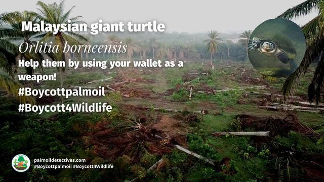 Critically endangered #Malaysian Giant #Turtles 🐢💚 of #Borneo face serious threats from #palmoil   #ecocide and illegal capture for the #pet trade. Fight for them when you #Boycottpalmoil 🌴🚫#Boycott4Wildlife every time you shop 🙌 @palmoildetect.bsky.social   https://palmoildetectives.com/2021/01/24/malaysian-giant-turtle-orlitia-borneensis/?utm_source=mastodon&utm_medium=Palm+Oil+Detectives&utm_campaign=publer