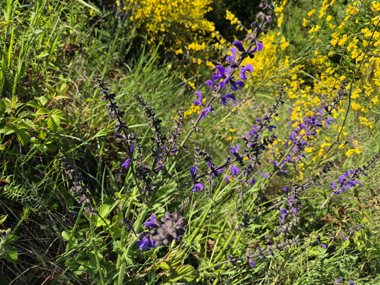 Das Bild zeigt eine Landschaft mit einer Vielfalt an Pflanzen. Im Vordergrund sind hohe, grüne Stängel des Wiesensalbeis mit violetten Blüten zu sehen. Die Blüten sind in einer Reihe entlang der Stängel angeordnet und haben eine leuchtende Farbe. Im Hintergrund sind weitere Pflanzen sichtbar, darunter Ginsterbüsche mit Blüten in einem leuchtenden Gelb. Die gesamte Szene ist von üppigem Grün umgeben.