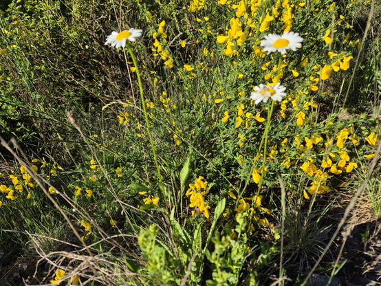 Das Bild zeigt eine Landschaft mit einer Vielzahl von Pflanzen und Blumen. Im Vordergrund stehen Wiesen-Mageriten. Sie haben  gelben Zentren umringt von weißen Blütenblättern. 

Im Hintergrund stehen gelb blühende Ginsterbüsche. Der Hintergrund ist von weiteren Pflanzen und Gräsern bedeckt.