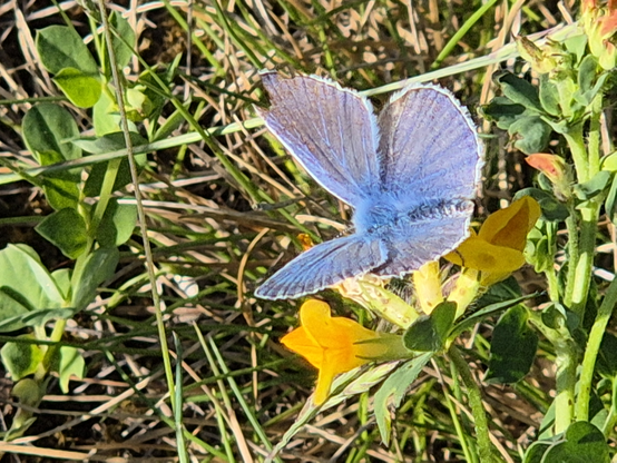 Das Bild zeigt eine blauen Bläuling-Schmetterling auf einem gelben Hornklee Blütenblatt. Der Schmetterling sitzt mit leicht geöffneten Flügeln auf der Blüte. Im Hintergrund sind verschiedene Gräser und Pflanzen zu sehen.