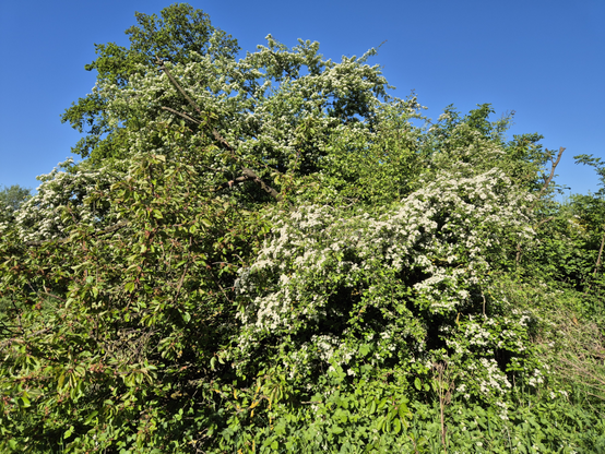 Das Bild zeigt eine dichte Gruppe von Weißdorn-Büschen, die in voller Blüte stehen. Die Blüten sind weiß und in großen Mengen vorhanden.  Die Blätter sind grün und variieren in Größe und Form. Neben dem Weißdorn ist eine Wildkirsche zu sehen. Die Büsche sind dicht und übereinanderwachsend. Der Himmel im Hintergrund ist klar und blau.