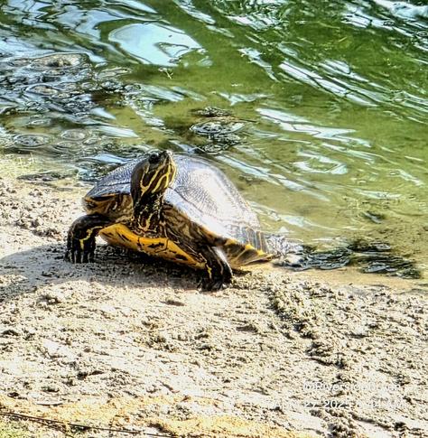 At the edge of a pond, a large red-eared pond-slider turtle raises their head from their colorful shell, upwards with an annoyed expression.