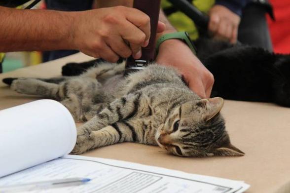 Gato en el veterinario