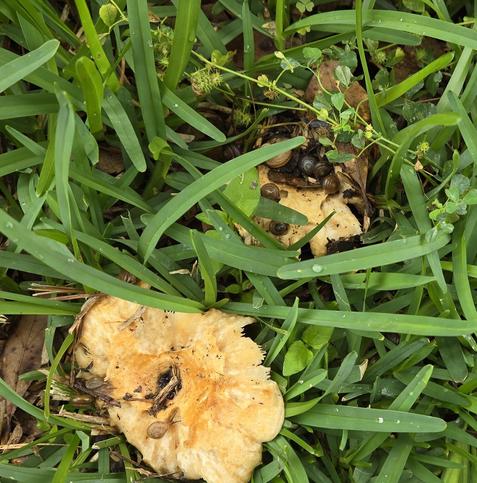 Two yellow-orange fungi of some type are growing amidst bright green grass. The front fungus has a couple of small snails, but the back fungus is absolutely covered in snails. Over half of it is snails.