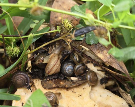 A close-up of a yellowish fungus that is absolutely covered in small snails. One of them is over twice the size of the others and is on top of some of them. Something illicit is probably going on here but I didn't want to interrupt them to ask.