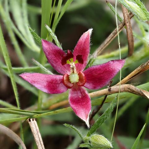 Wide view of flower showing 5 pointed sepals that look like petals surrounding a more elaborate centerpiece consisting of a fuzzy  greenish center (ovary) flanked by smooth ear-like lobes. From the center extends a stalk with three petals--which are very small compared to the sepals. At the base of these petals are the stamen and stigma which form a bundle.