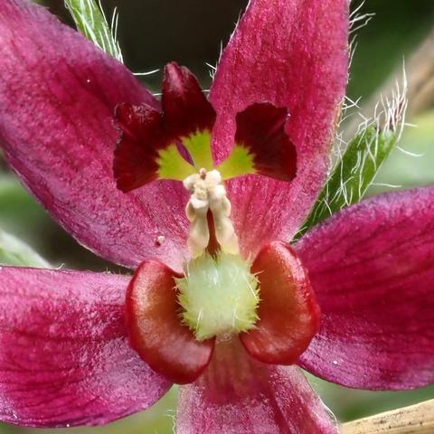 Close-up view. From the center extends a stalk with three petals--which are very small compared to the sepals. The stamen and stigma are above center with the green ovary below. Flanking the green fuzzy ovary below center are two petals shaped totally different from the other three.