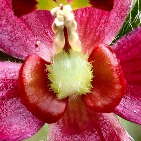 Close-up view of elaborate centerpiece consisting of a fuzzy center (ovary) flanked by smooth ear-like lobes. These lobes are also petals and they have glandular surfaces.